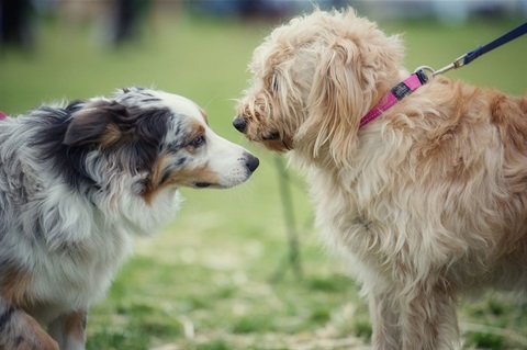 One boarded collie and one cavoodle sniffing each other on the grass