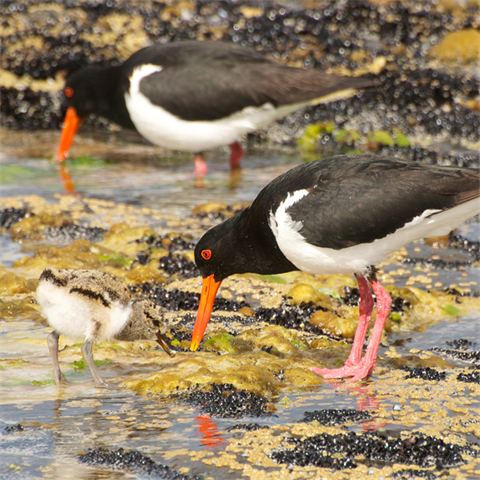 pied-oystercatcher