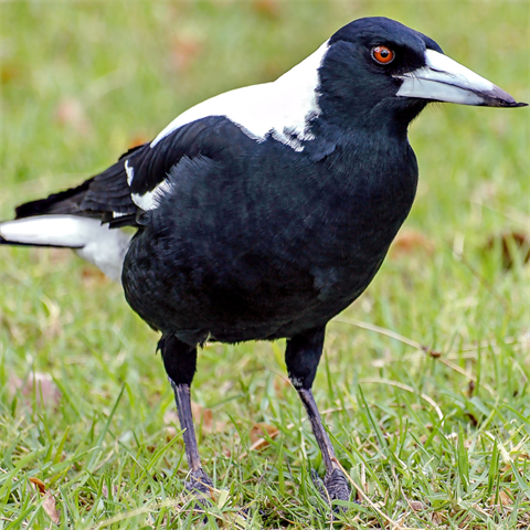 Australian Magpie